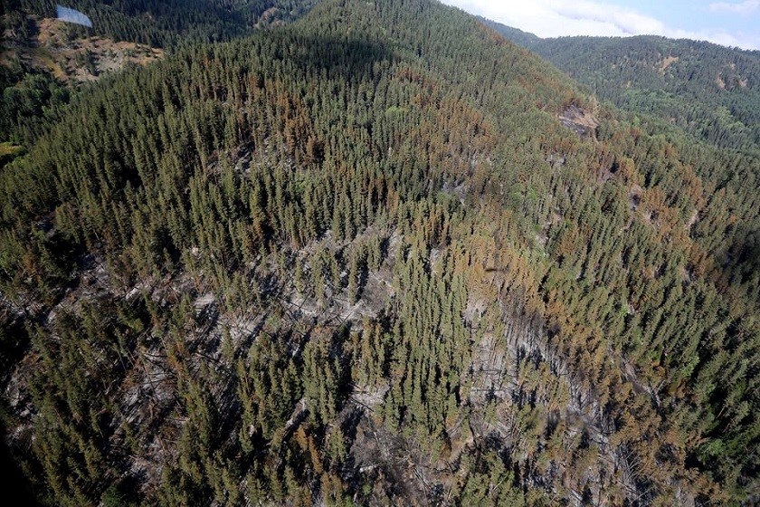 აბასთუმნის ნახანძრალი ტყე