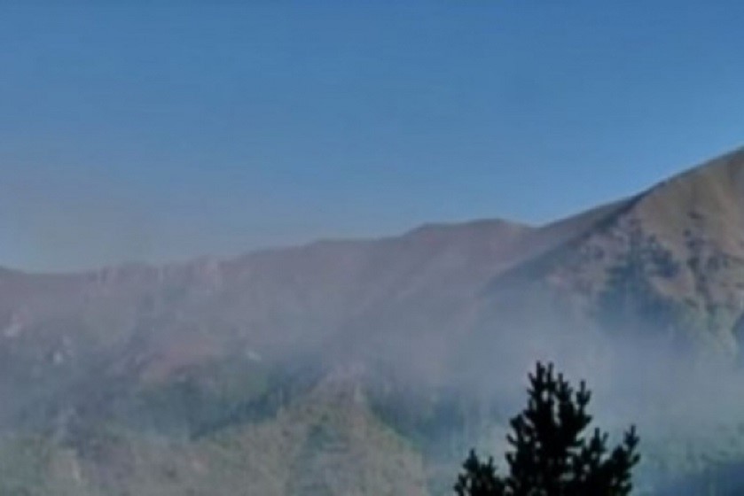 შავნაბადის ტყე