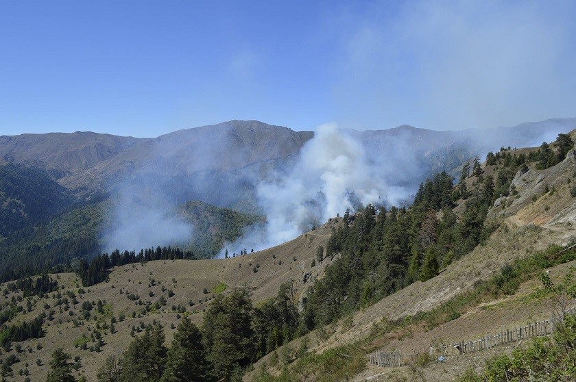 შავნაბადის ტყე