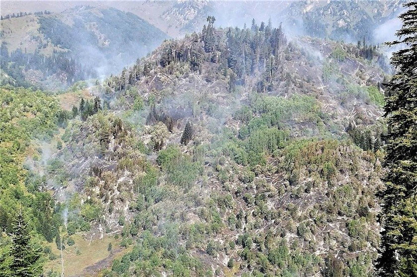 შავნაბადის ტყე