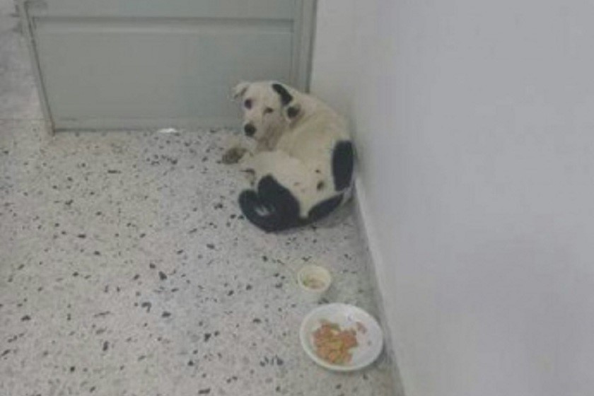 Собаки умирают от тоски. Грустные картинки. Кристина пенеску граттаж. Тоскующий в глаза пса которого оставили хозяева. Книга на мокром асфальте.