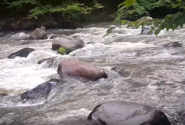 მდინარე მაშავერა