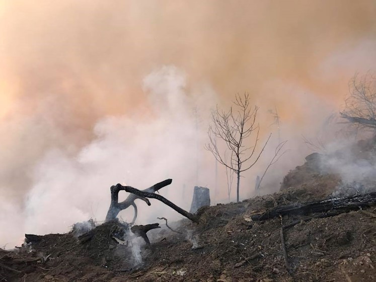ხანძარი ბორჯომის ტყეში