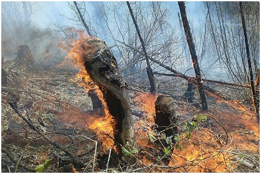 კობალთის ტყე