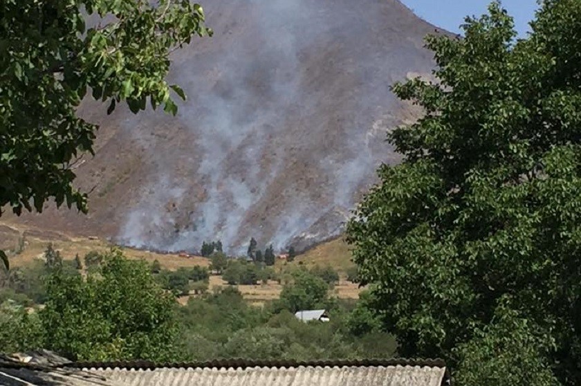 ბორჯომის ტყე