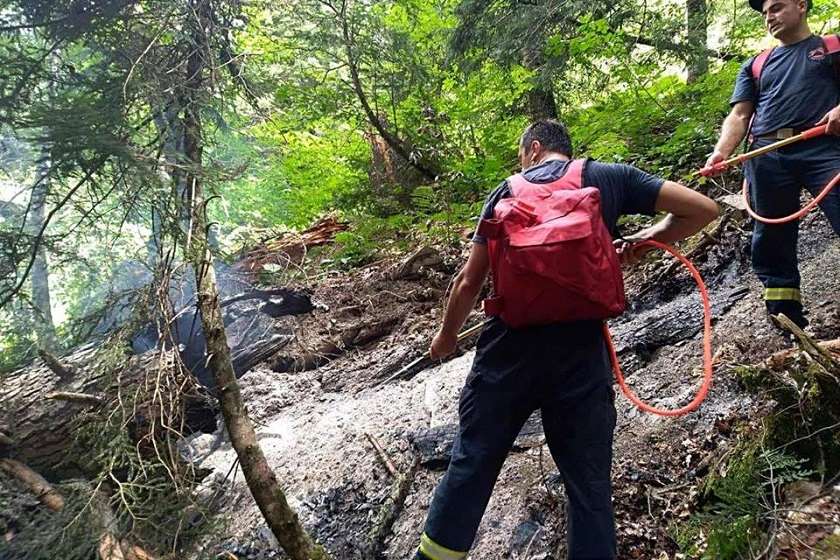 გლოლის ტყე