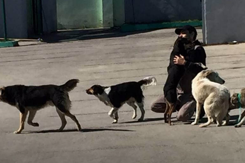 უპატრონო ცხოველები თბილისში