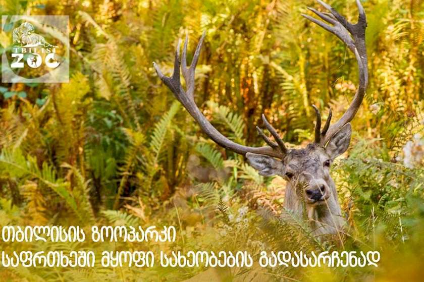 ზოოპარკი
