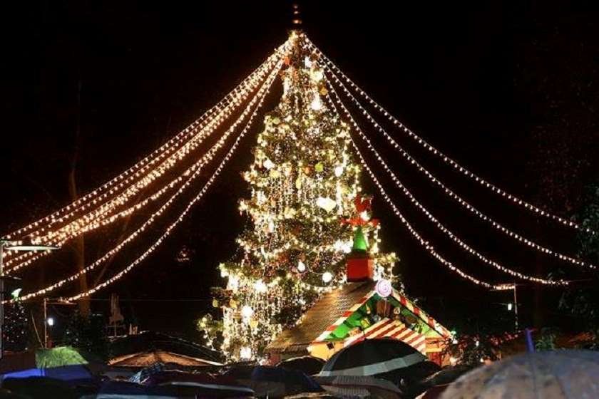 ნაძვის ხე