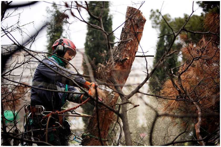 ხეების ჭრა