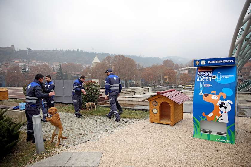 მიუსაფარი ძაღლები