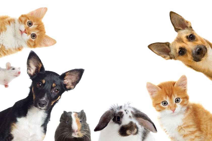 ცხოველები