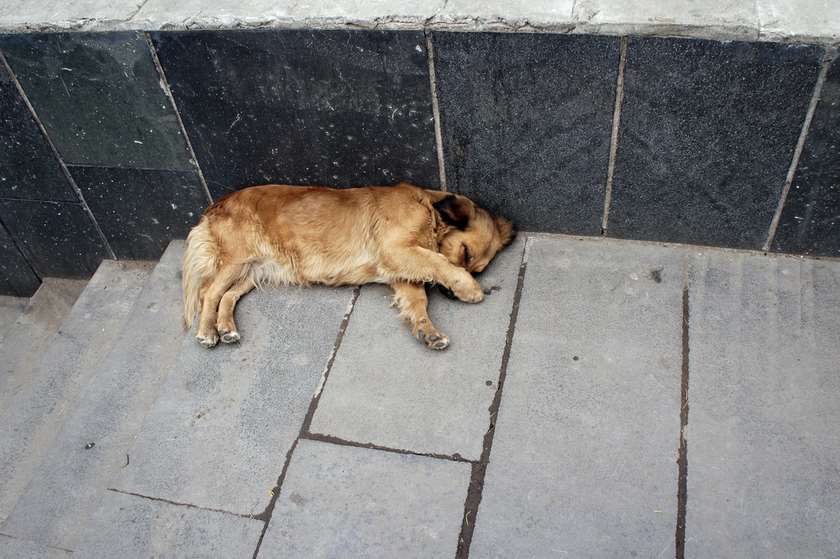 ძაღლების წამება