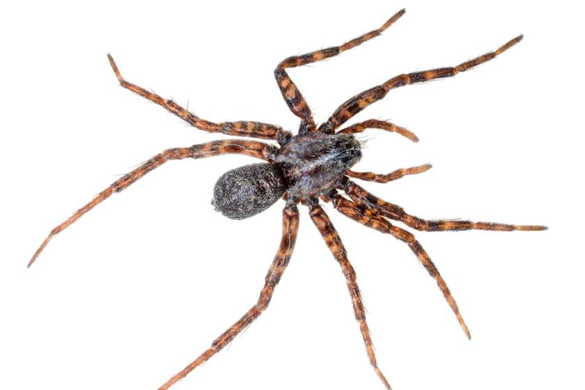 მორიელი