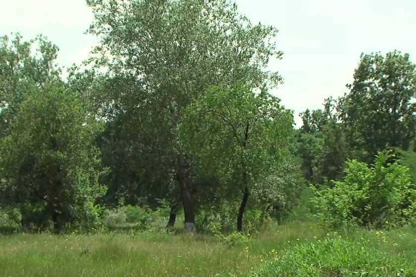 დიღმის ტყე-პარკი