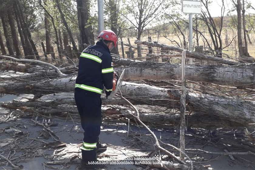 წაქცეული ხეები