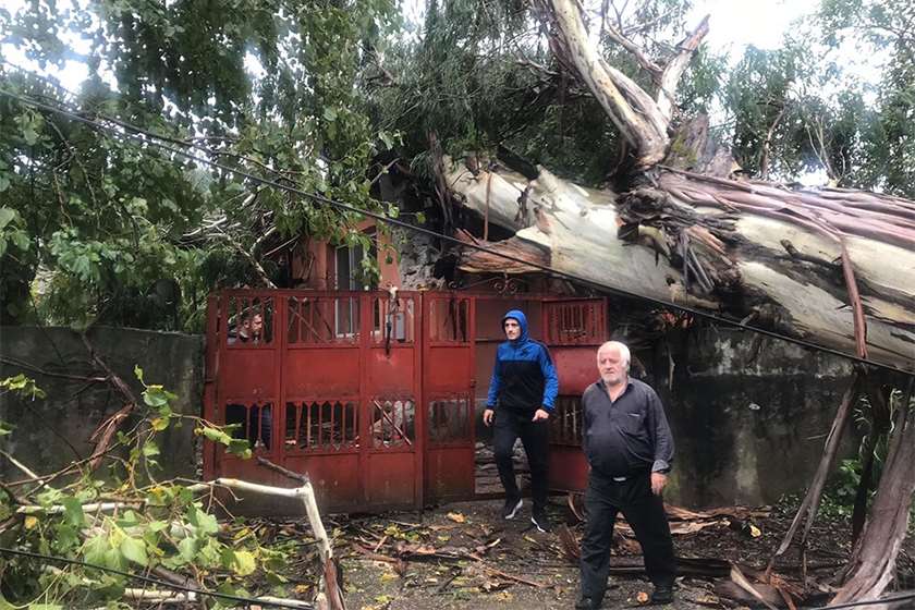 ხის წაქცევა