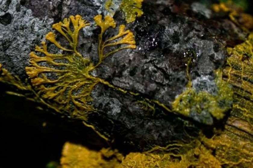 „წვეთი“