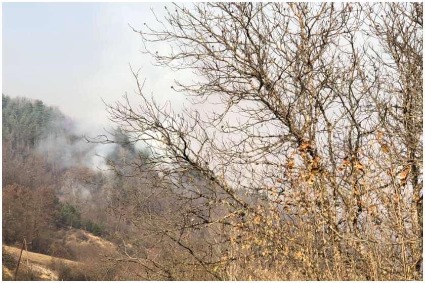 ტყის ხანძარი