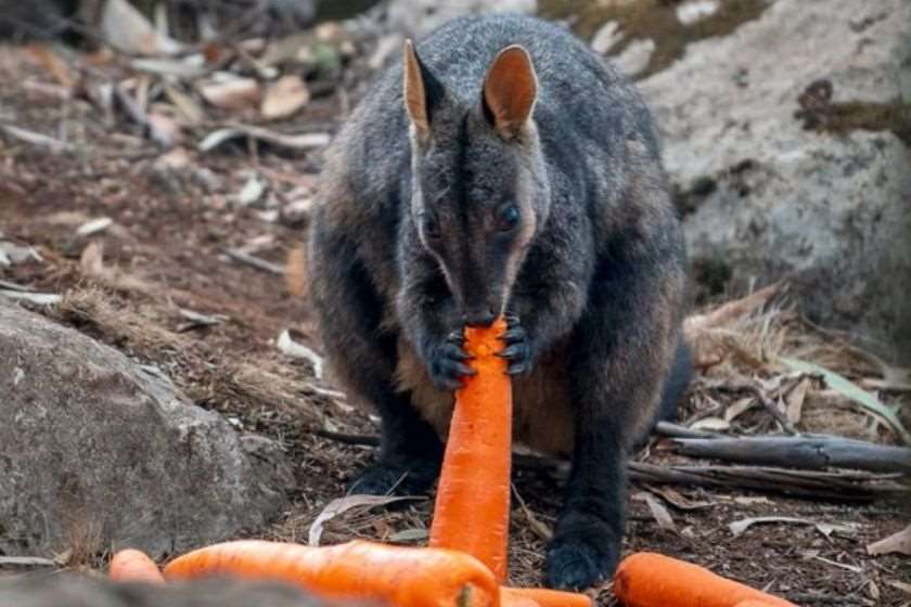 ავსტრალია ცხოველები დახმარება ხანძარი