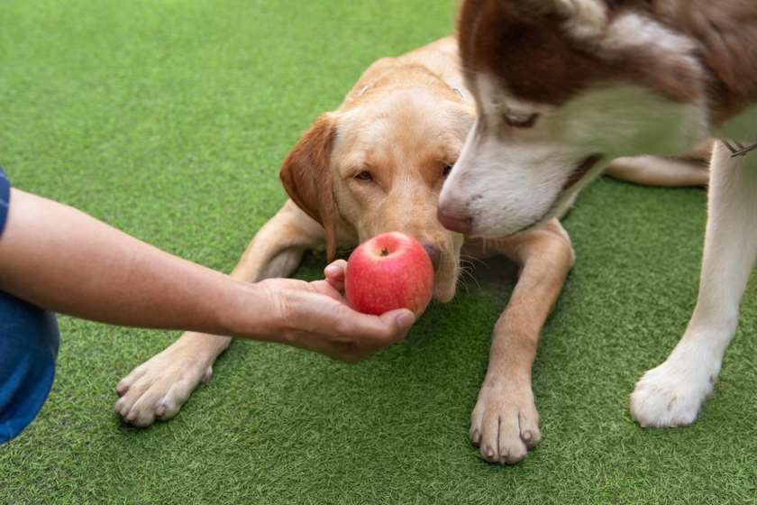 ვეგეტარიანელები