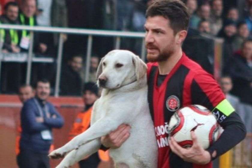 თურქეთი ძაღლი სტადიონი