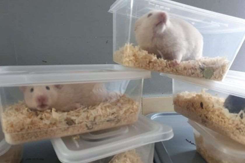 მიტოვებული ზაზუნები