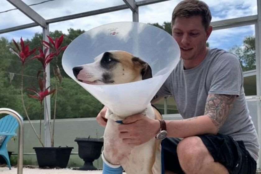 ლოკი და ტრენტ ტვიდდეილი ძაღლი ალიგატორი