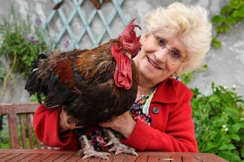 მამალი მორისი