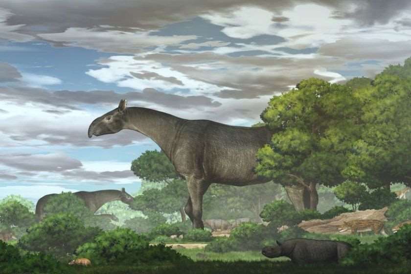 Paraceratherium linxiaense