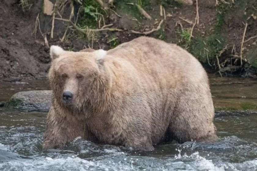 გრეიზერი