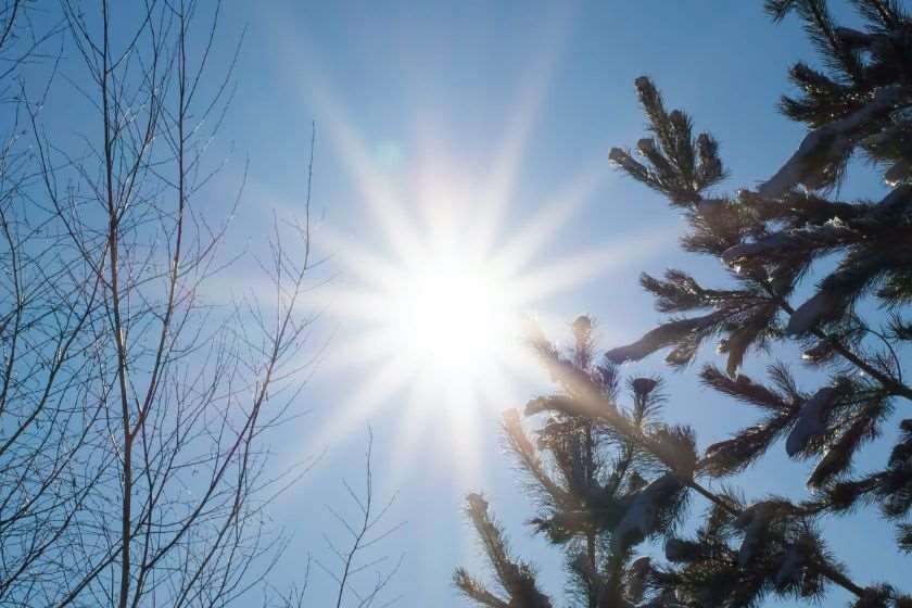 მზე და ნაძვი