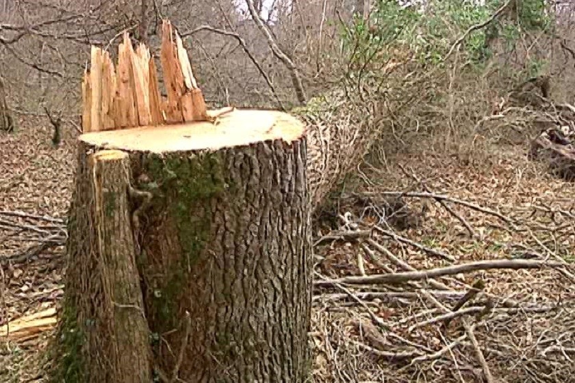 მოჭრილი მუხა ლაგოდეხში