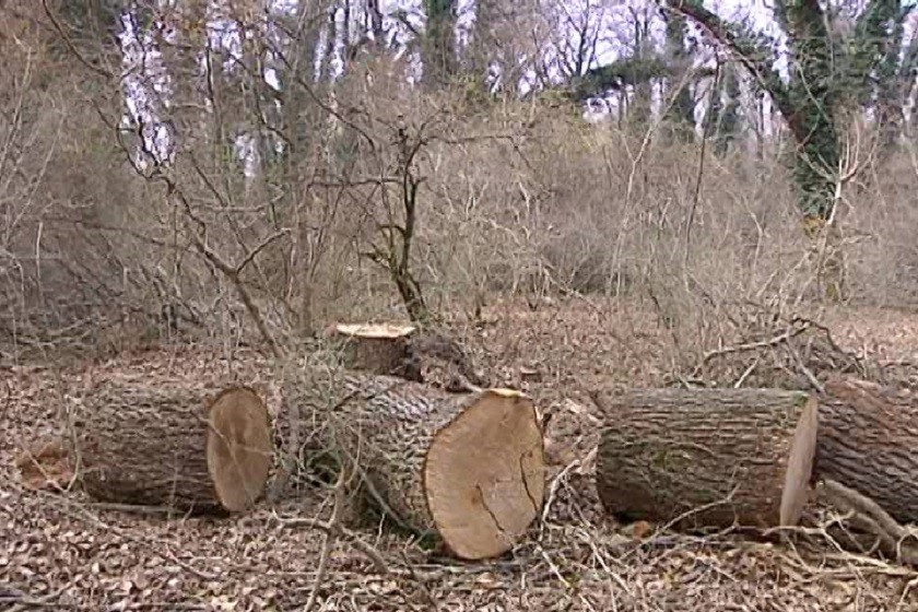 მოჭრილი მუხა ლაგოდეხში